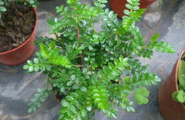 盆栽清香木的养殖方法和注意事项