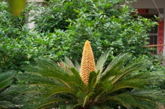 菠萝铁树夏天怎么养 菠萝铁树夏季养殖技巧