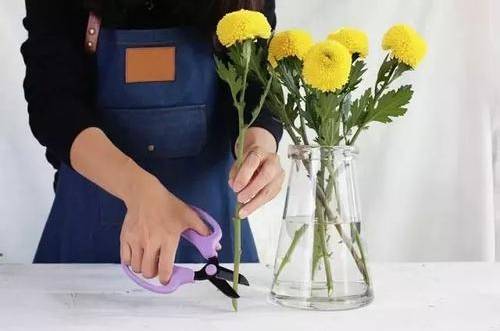 1535534356828060.jpg 乒乓菊鲜切花水培养护技巧和注意事项