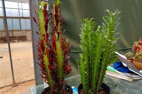 1551753902815064.jpg 刚装修好的新房放什么植物吸收甲醛好