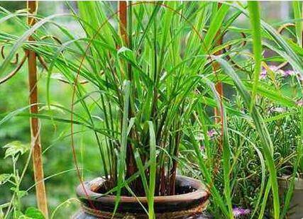 卫生间里养哪些花卉植物好