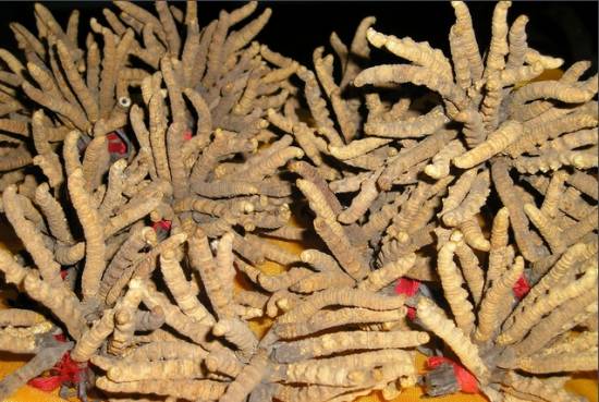 冬虫夏草 冬虫夏草图片功效和作用