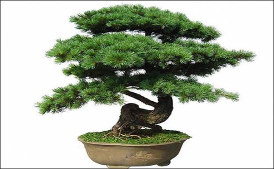 蓬莱松 十二生肖属相最相配的植物 看看你的生肖适合养什么植物