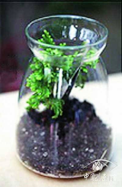 种植背景植物 苔藓微景观制作方法教程