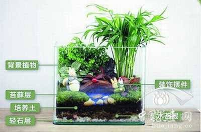 苔藓微景观制作教程——作品完成 苔藓微景观制作方法教程