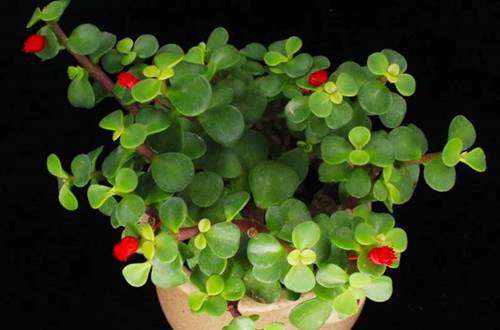 1550759946642507.jpg 花卉盆景教你怎么装饰更好看