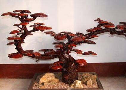 灵芝盆景怎么种 养殖管理方法