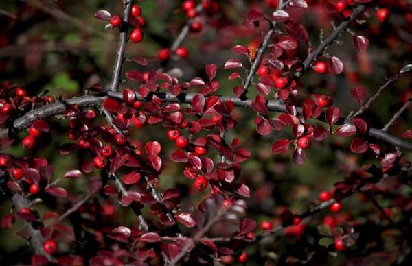 平枝栒子好养吗 必看养殖繁殖方法_如何养好平枝栒子好养吗 必看