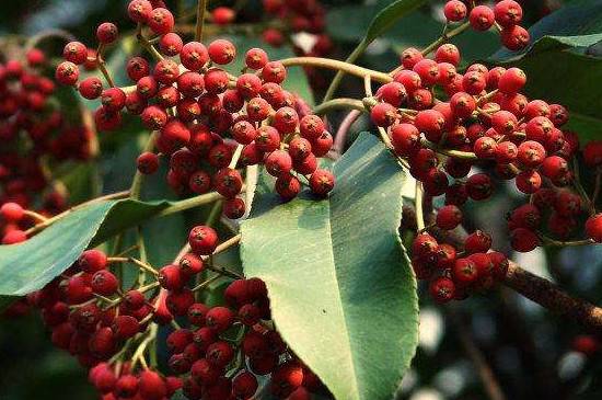 南强一号花椒树是什么品种【图】_如何养好南强一号花椒树是什么