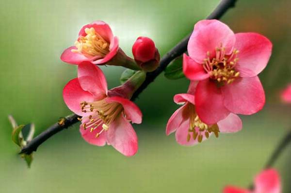 海棠花花期什么时候开花_如何养好海棠花花期什么时候开花的养殖