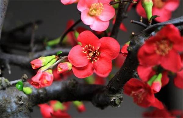 海棠花花期什么时候开花_如何养好海棠花花期什么时候开花的养殖