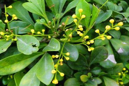 米兰花的品种介绍_如何养好米兰花的品种介绍的养殖方法和技巧