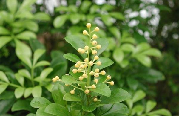 米兰花的品种介绍_如何养好米兰花的品种介绍的养殖方法和技巧