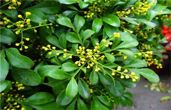 米兰花的品种介绍_如何养好米兰花的品种介绍的养殖方法和技巧