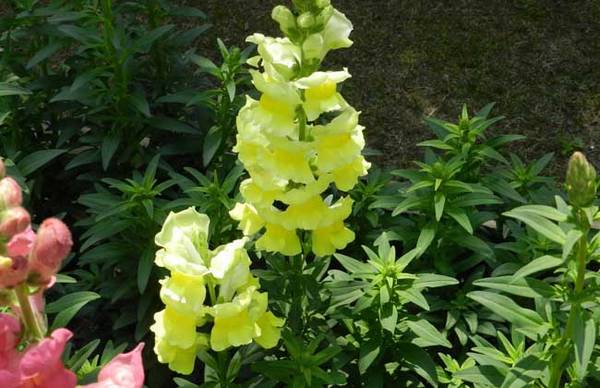 金鱼草的花语是什么 金鱼草的花语和传说