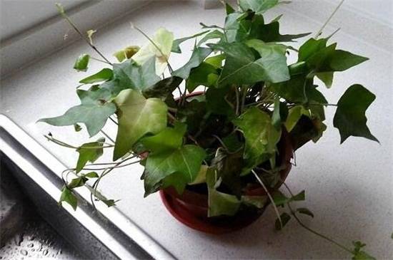 常春藤干枯了还能活吗?常春藤干枯后的处理方法