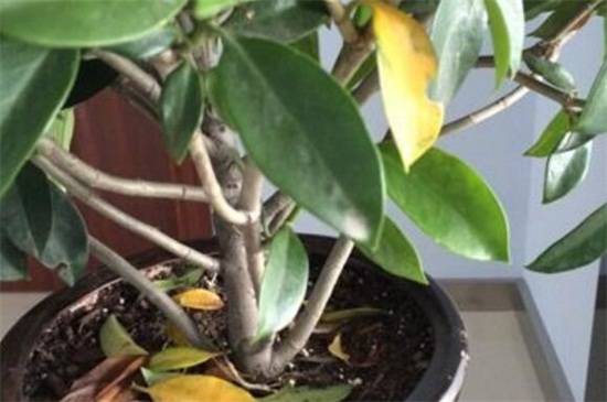 非洲茉莉叶子发黄掉叶的处理方法