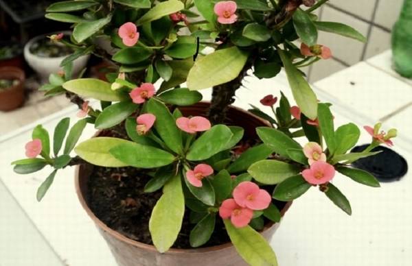 虎刺梅叶子发黄卷曲原因及解决方法