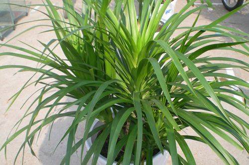 1473341773139509.jpg 龙血树叶子发黄原因及解决办法