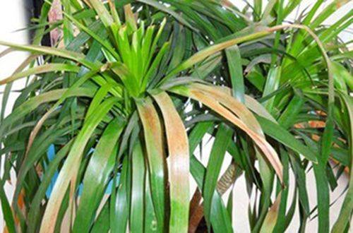 1473341801297091.jpg 龙血树叶子发黄原因及解决办法