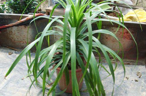 1473341814631276.jpg 龙血树叶子发黄原因及解决办法