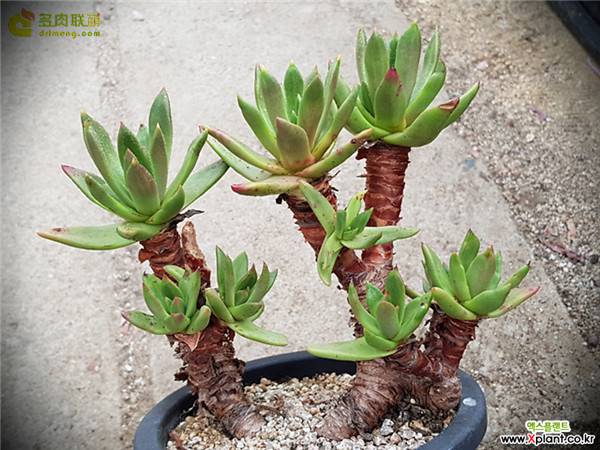 教你仙女杯青冈怎么养怎么浇水