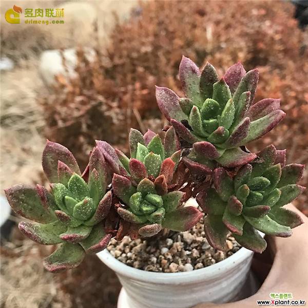 教你仙女杯青冈怎么养怎么浇水