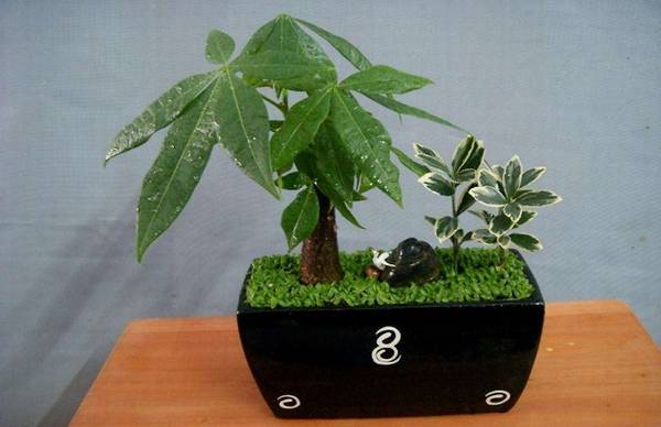 发财树烂根后的补救措施必看