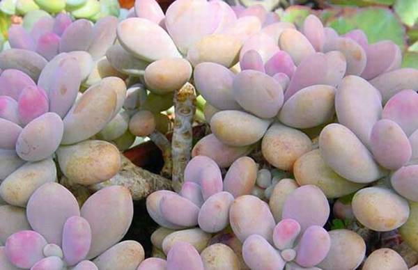 教你桃之卵和桃美人怎么区别怎么养怎么浇水