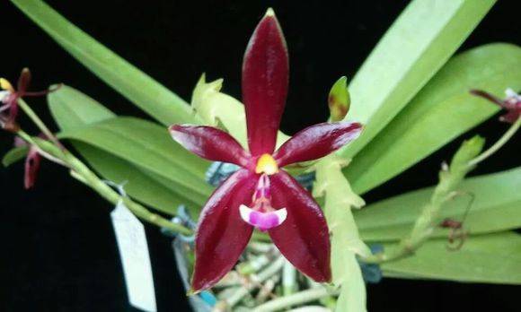 鹿角蝴蝶兰(Phal. cornu-cervi)_如何养好鹿角蝴蝶兰(Phal. co