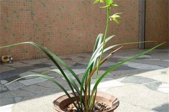 墨兰名贵品种盘点_如何养好墨兰名贵品种盘点的养殖方法和技巧