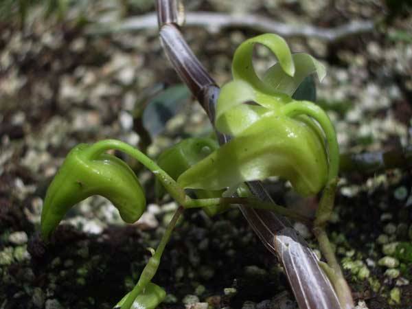 铁皮石斛的真假鉴别_如何养好铁皮石斛的真假鉴别的养殖方法和技