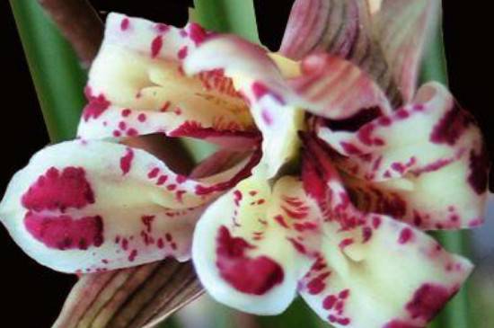 最值得养的莲瓣兰品种推荐_如何养好最值得养的莲瓣兰品种推荐的