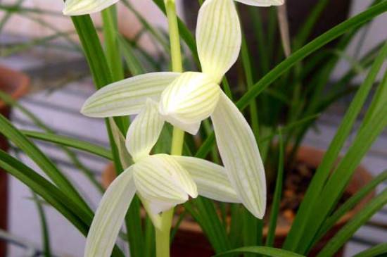 最值得养的莲瓣兰品种推荐_如何养好最值得养的莲瓣兰品种推荐的