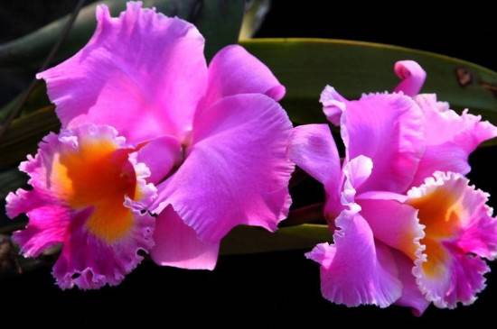 教你认识国兰和洋兰 二者区别对比分析_如何养好教你认识国兰和洋