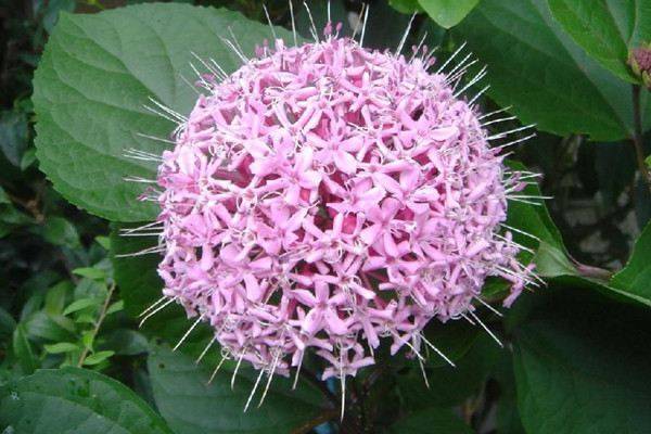 臭牡丹_如何养好臭牡丹的养殖方法和技巧