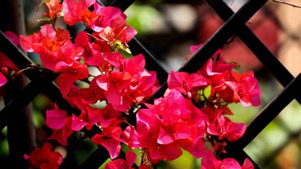 三角梅_如何养好三角梅的养殖方法和技巧