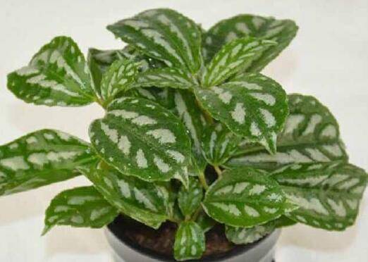 ��ˮ�ݳ�����ʢ����������