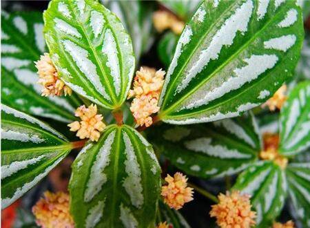 ��ˮ�ݳ�����ʢ����������