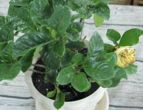 栀子花养殖不黄叶的三个注意事项