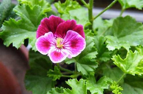 �����ÿ��������ϵ�������������