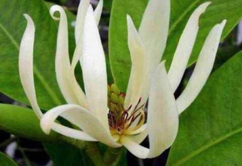 盆栽白兰花的矮化方法