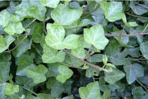 �����ٵ���������������֪