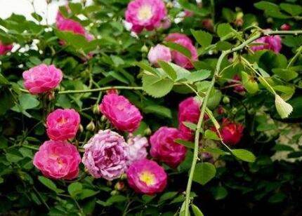 养好蔷薇花的日常养护要点