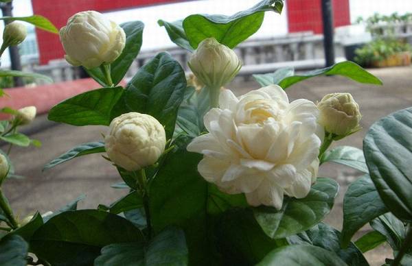 虎头茉莉的浇水方法和注意事项