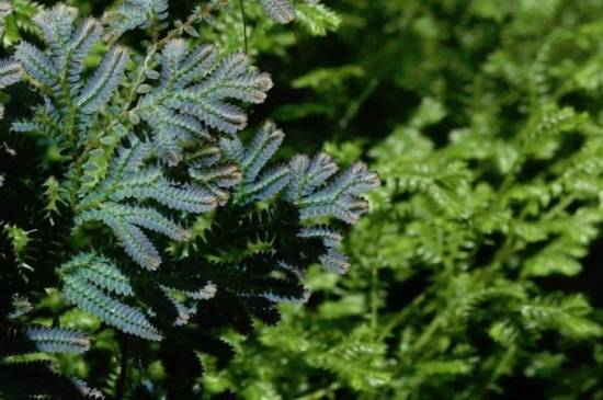 小翠云的养护技巧