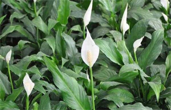 һ����˳Ҷ���´���ô�죿