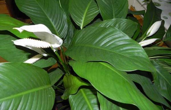 һ����˳Ҷ���´���ô�죿