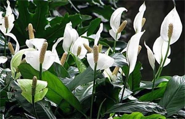 һ����˳Ҷ���´���ô�죿