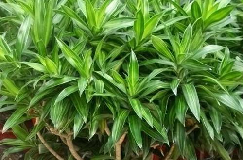 1462601760767600.jpg 百合竹怎么修剪,百合竹的修剪方法